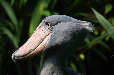 Dodo Bird