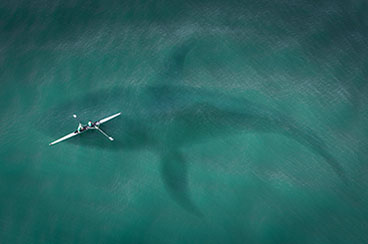 Megalodon